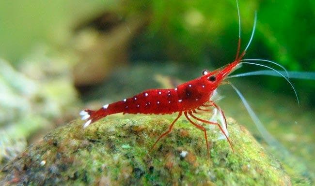 креветки креветки