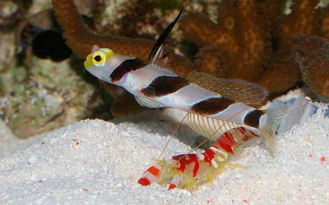 креветки и рыбы креветки и рыбы