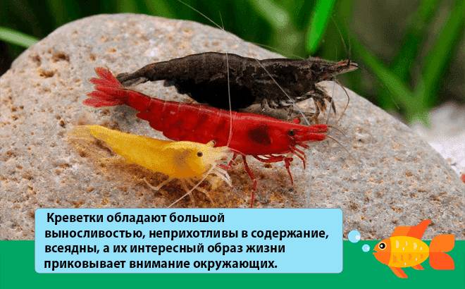 аквариумные креветки аквариумные креветки