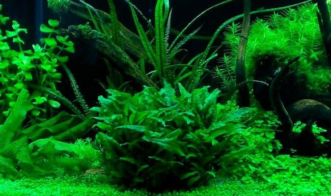 криптокорина криптокорина