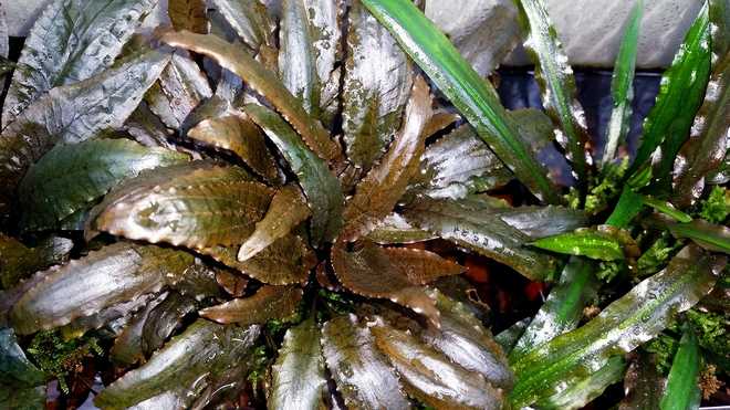 криптокорина ми ойя криптокорина ми ойя