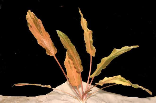 криптокорина вендта закат флориды криптокорина вендта закат флориды