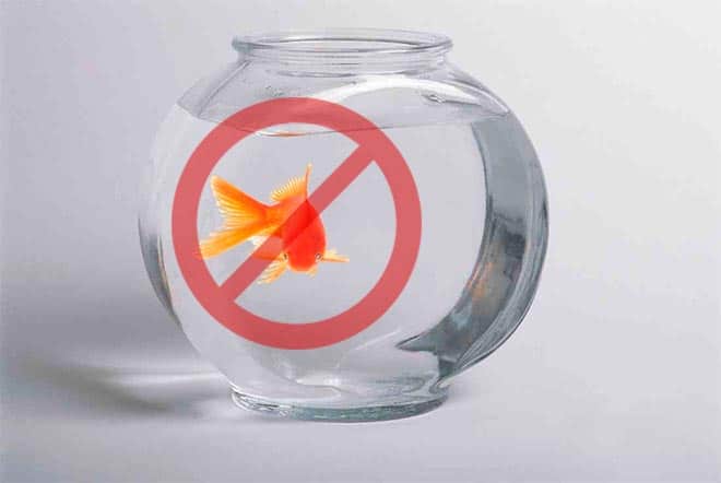 В круглом аквариуме нельзя содержать золотую рыбку В круглом аквариуме нельзя содержать золотую рыбку