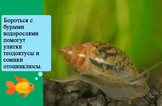 кто поможет бороться с бурыми водорослями кто поможет бороться с бурыми водорослями