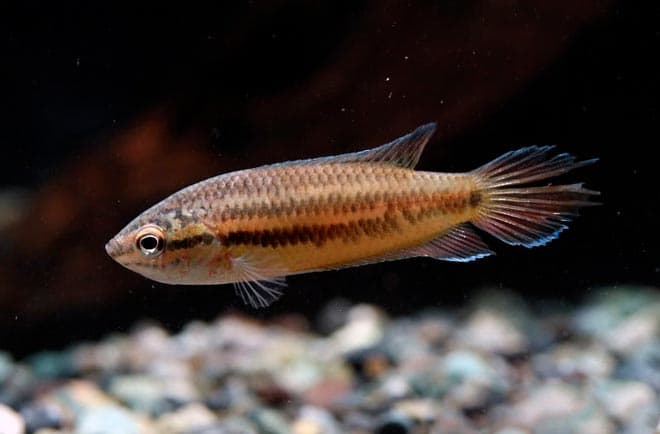 купанус купанус