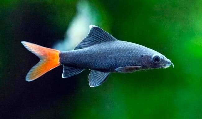 лабео лабео