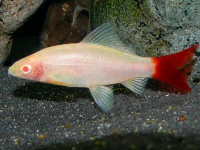 лабео альбинос лабео альбинос