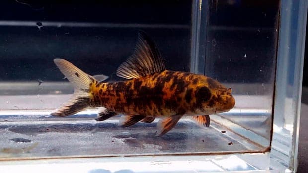 лабео арлекин лабео арлекин