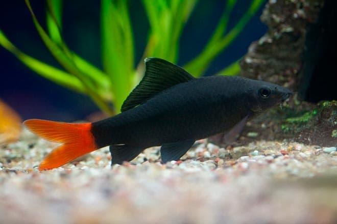 лабео биколор лабео биколор