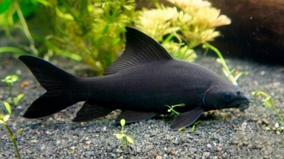 лабео черный лабео черный