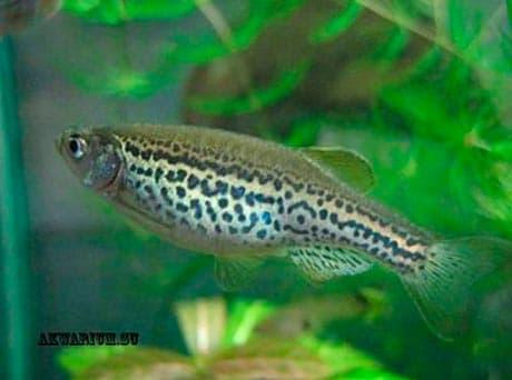 лабео леопард лабео леопард