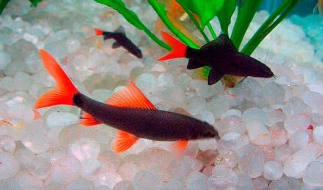 лабео размножение лабео размножение