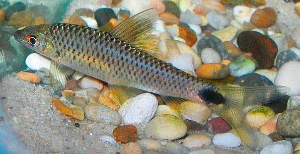 лабео серебристый лабео серебристый