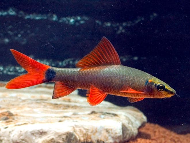 лабео зеленый лабео зеленый