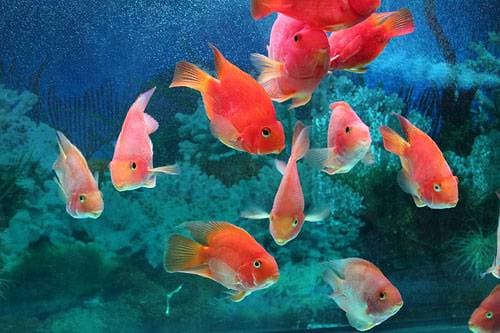 Размножение лялиусов Размножение лялиусов