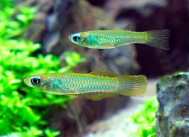 лампоглазик лампоглазик