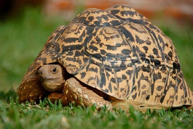 леопардовая черепаха леопардовая черепаха