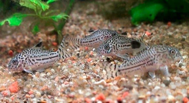 леопардовый коридорас леопардовый коридорас