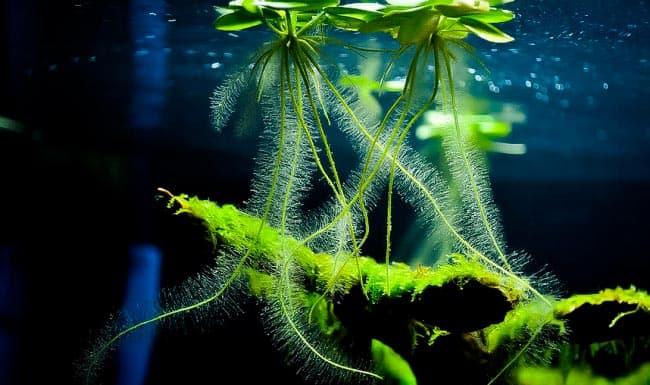 Лимнобиум Лимнобиум