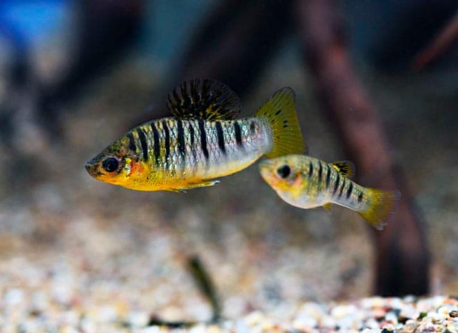 лимия лимия