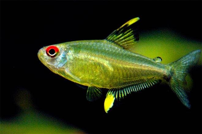 лимонная тетра лимонная тетра