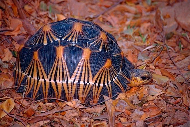 лучистая черепаха лучистая черепаха
