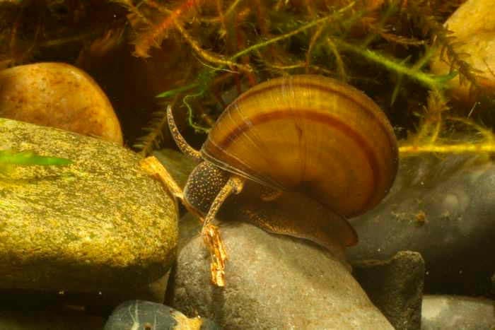 лужанка лужанка