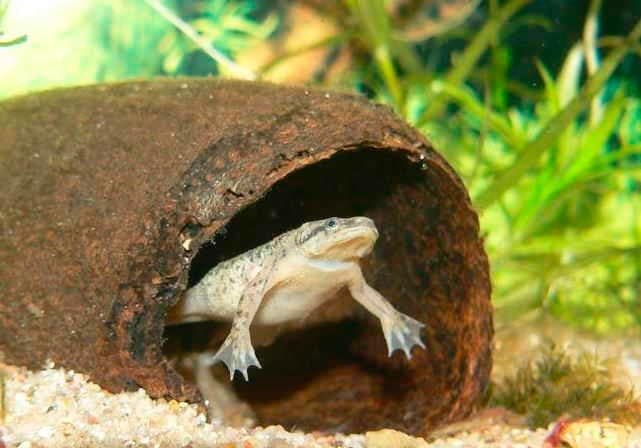 лягушка лягушка