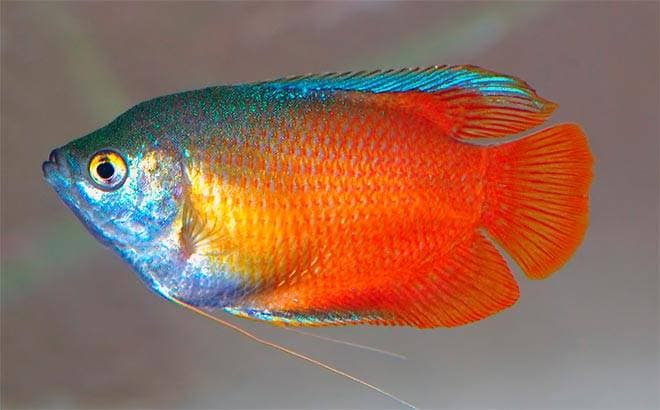 лялиус лялиус