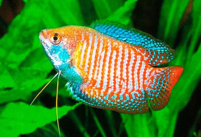 лялиус лялиус