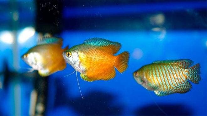 Лялиусы в аквариуме Лялиусы в аквариуме