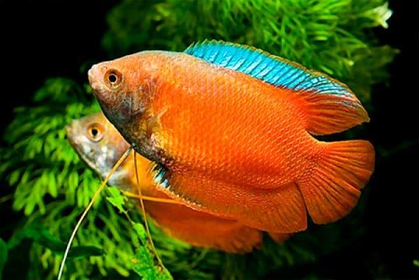 лялиусы лялиусы