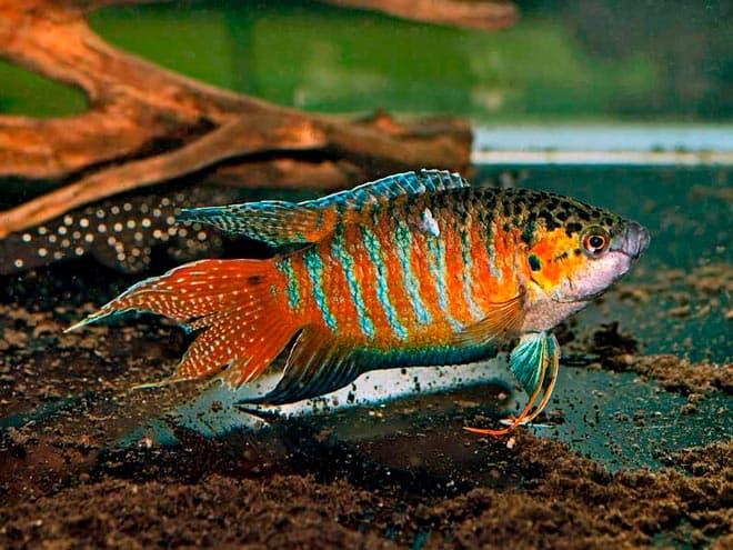 макропод макропод