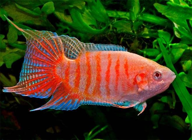 макропод макропод