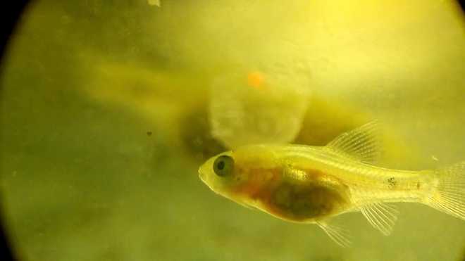 Малек барбуса Малек барбуса