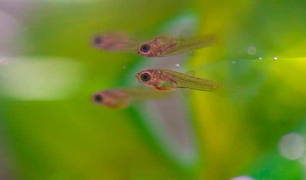 Малек живородящей рыбки