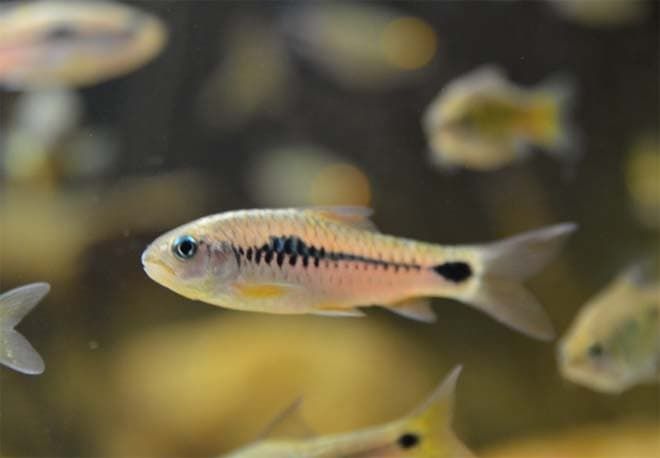 малек барбуса малек барбуса