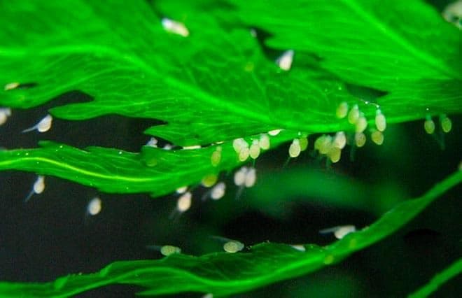 мальки скалярии мальки скалярии