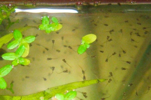 мальки мальки