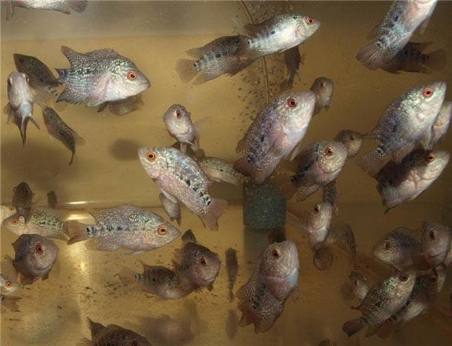 фловер хорн мальки фловер хорн мальки