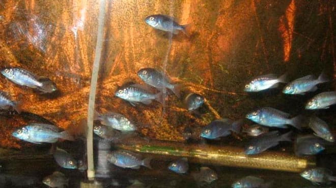 мальки голубого дельфина мальки голубого дельфина