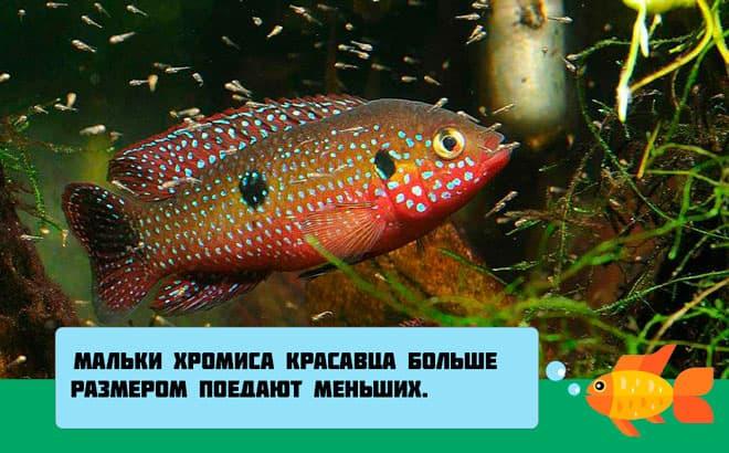 мальки хромиса мальки хромиса