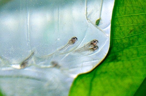 мальки коридорасов мальки коридорасов