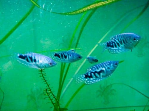 мальки мраморного гурами мальки мраморного гурами