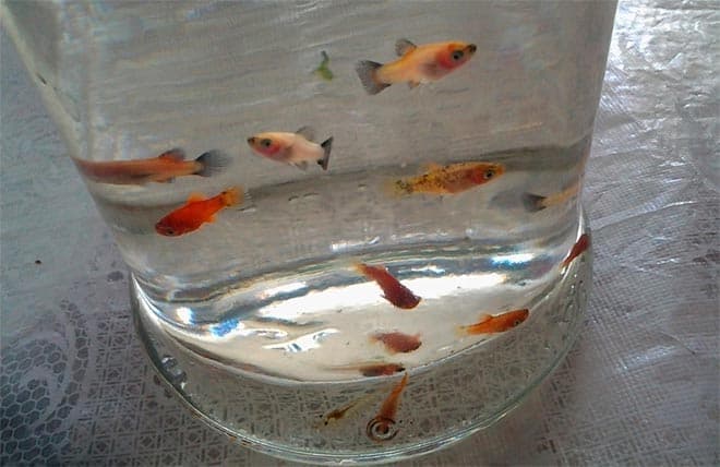 мальки пецилии мальки пецилии