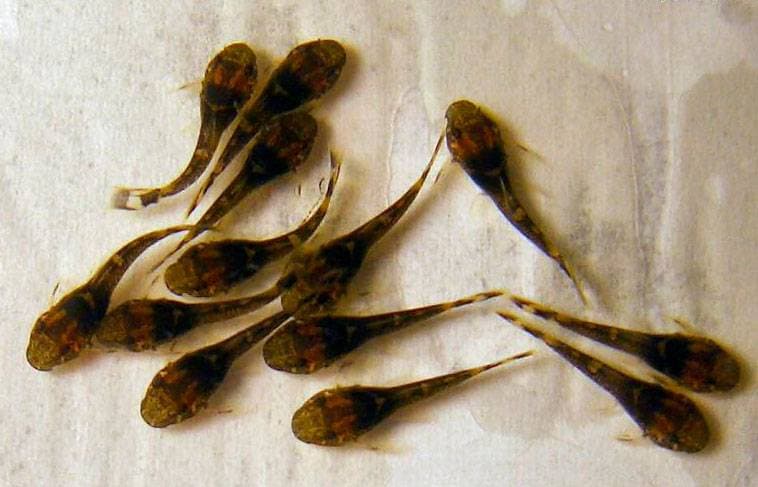 Мальки сома