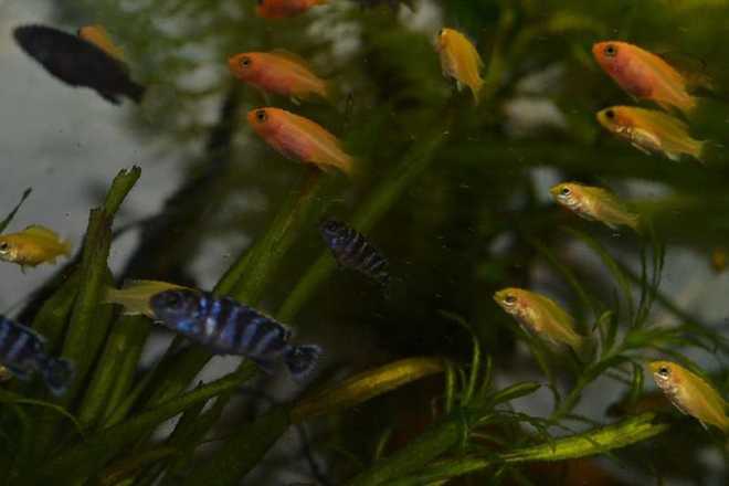 мальки цихлид мальки цихлид