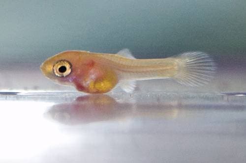 Малёк гуппи Малёк гуппи
