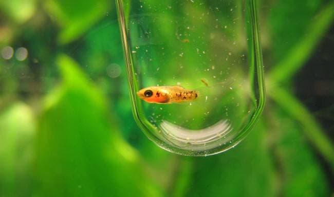 Малёк меченосца