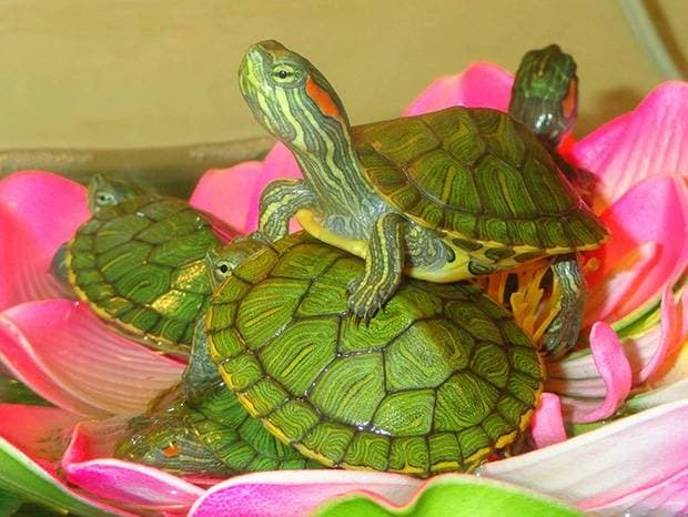 малыши красноухой черепахи малыши красноухой черепахи